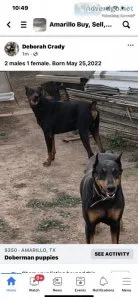 Doberman puppies