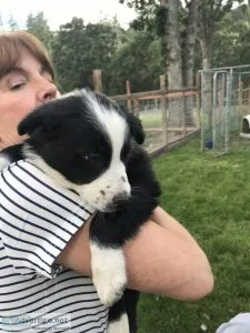 Border Collie Puppies