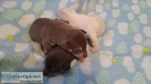 Purebred Teacup Chihuahua Pups