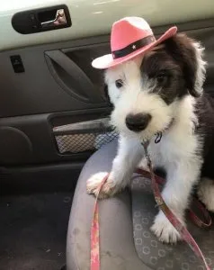 Both Old English Sheepdog Puppies For Sale