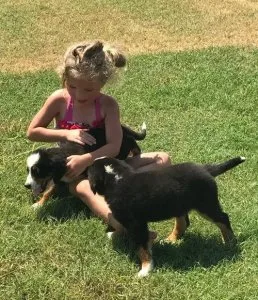 Precocious Bernese Mountain Dog Puppies For Sale