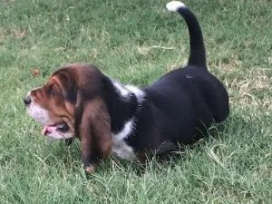 Jocular Basset Hound Puppies For Sale