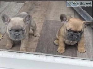 French bulldog puppies