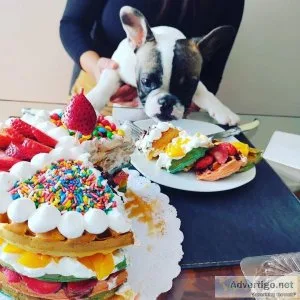 MALE AND FEMALE FRENCH BULLDOG PUPPIES