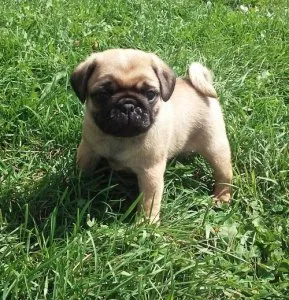 Fawn and Black Pug Puppies For Sale