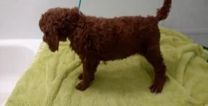 Standard Poodle Puppies For Sale