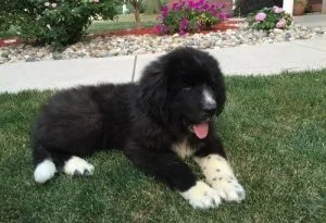 Good Looking Newfoundland Puppies For Sale