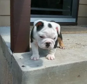 Loving English Bulldog Puppies For Sale