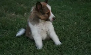 Shetland Sheepdog Puppies For Sale