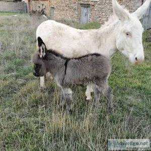 Miniature Donkeys ready for their new Home