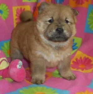 Helpful Akc Reg Chow Chow Puppies For Sale