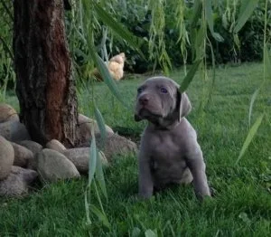 Beautiful Weimaraner Puppies For Sale