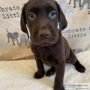Labrador Retriever Puppies Purebred