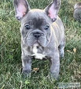 French Bulldog puppies