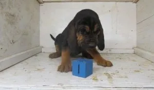 Precocious Bloodhound Puppies For Sale