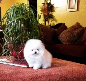 Tea Cup Pomeranian Puppies For Sale