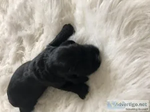 Male Cocker puppies for sale