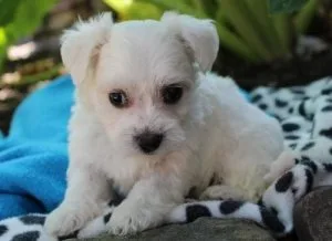 Brave Coton De Tulear Puppies For Sale