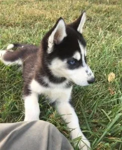 Blue Eyes Cute Siberian Husky Puppies For Sale