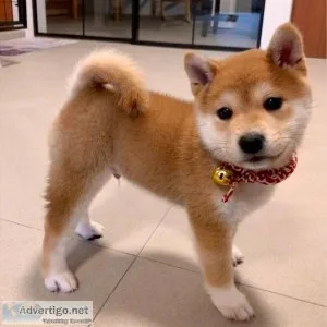 Shiba Inu Puppies Ready for Adoption
