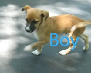 small mixed breed male puppy
