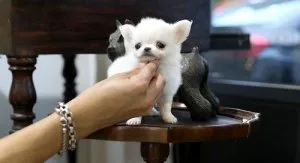 Friendly Chihuahua Puppies For Sale
