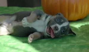 Calm American Pit Bull Terrier Puppies For Sale