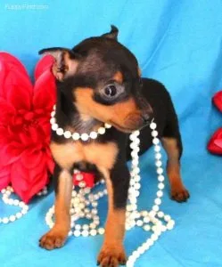 Calm Miniature Pinscher Puppies For Sale