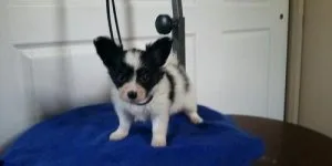 Male and Female Cute Papillon Puppies For Sale