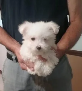 Both Akc Reg Cute Bichon Frise Puppies For Sale