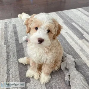 GOLDENDOODLE AND LABRADOODLE KINGDOM