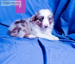 Toy Australian Shepherd Puppy