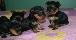 Tea Cup Yorkshire Terrier Puppies For Sale