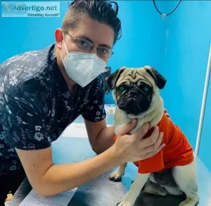 Adorable male and female Pug puppies