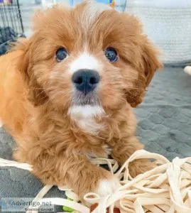 Cavapoo Puppies For Adoption