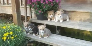 Cute Pembroke Welsh Corgi Puppies For Sale