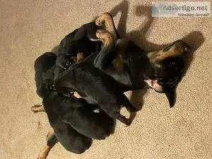 Rottweilers