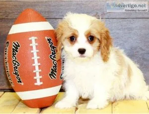 12 week Old Cavapoo puppies