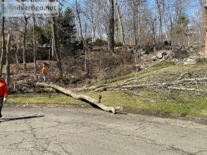 Tree care removal service