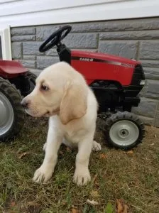 All 3 Color Labrador Retriever Puppies For Sale