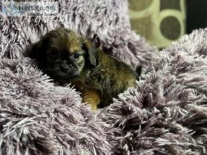 Selling Shih Tzu puppy&rsquos