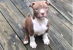 Pit bull puppy