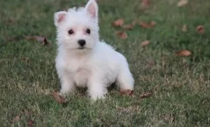 Akc Reg West Highland White Terrier Puppies For Sale