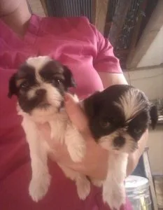 Male and Female Pekingese Puppies For Sale