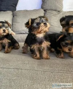 Yorkie puppies