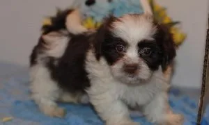Warmhearted Havanese Puppies For Sale