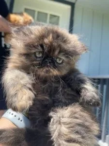Purebred Persian kittens