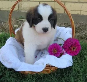 Stunning Saint Bernard Puppies For Sale