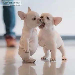 Affectionate French Bulldog Puppies