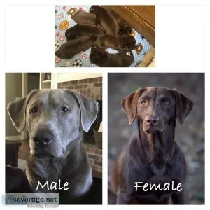 BEAUTIFUL LAB PUPPIES AKCUKC CHAMPION BLOODLINE